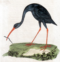 Ibis