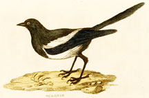 Magpie