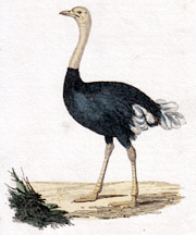 Ostritch [sic] Ostrich