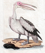 Pelican