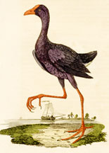 Purple Water Hen