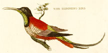 Red Hummingbird