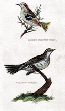 Golden-crested Wren, Willow Wren