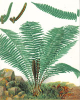 Struthiopteris Germanica