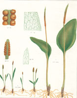 Ophioglossum (various)