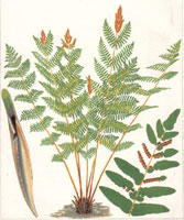 Osmunda Regalis