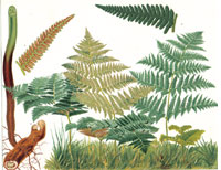 Pteris Auilina