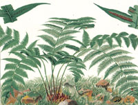 Woodwardia Radicans