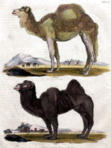 Camels