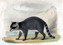 Raccoon