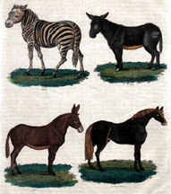 Zebra, Ass, Mule, Horse