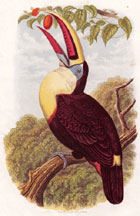 Toucan