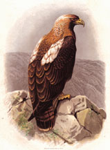 Imperial Eagle