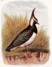 The Lapwing