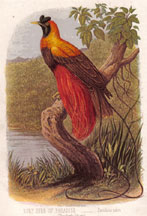 Ruby Bird of Paradise