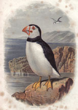 Puffin