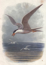 Common Tern