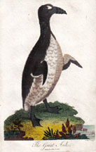 The Great Auk