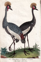 Numidian Crane