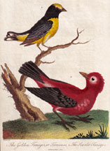 Scarlet Tanager