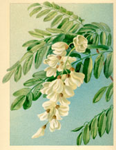 Acacia, Flower and Foliage