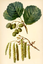 Alder, Catkins and Foliage