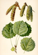 Catkins and Leaves of the Aspen Poplar