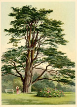 Cedar of Lebanon