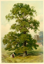 Common Elm