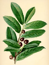 Laurel, Foliage and Berries