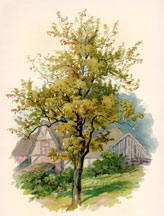 Pear Tree