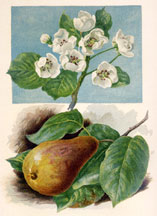 Pear Blossom, Pear