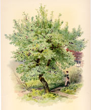 Plum Tree