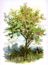 Spindle Tree