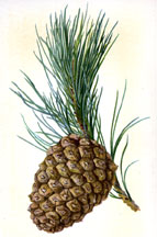 Cone of Stone Pine
