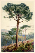 Stone Pine