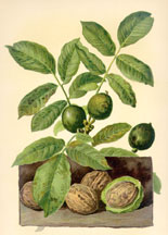 Walnut, Foliage and Fruit