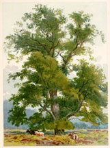 Wych Elm