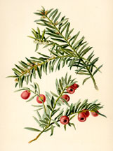 Flowers and Fruit of the Yew