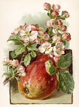 Apple Blossom and Fruit