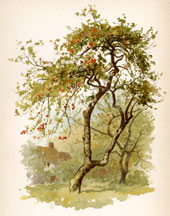 Apple Tree