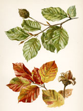 Beech Leaves & Nut