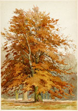 Beech Tree