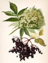 Flowers and Berries of the Elder