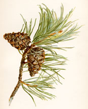 Fir Cone (Scotch Fir)