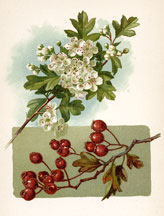 Flowers and Berries of the Hawthorn