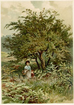 Hawthorn