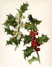Flowers and Berries of the Holly
