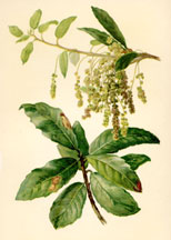 Catkins and Leaves of the Holm Oak