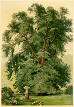 Holm Oak